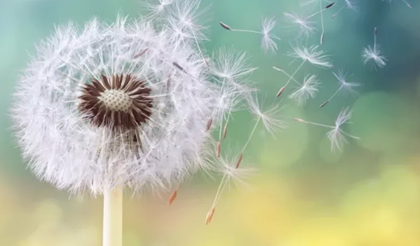 Bahar geldi, polen alerjisine karşı önlem zamanı