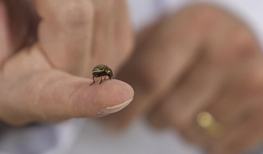 Hava sıcaklıklarının artmaya başlamasıyla "kenelere karşı dikkat edin" uyarısı