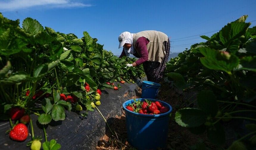 Yumaklı, yaklaşık 1,4 milyar lira tarımsal destekleme ödemesinin bugün yapılacağını bildirdi