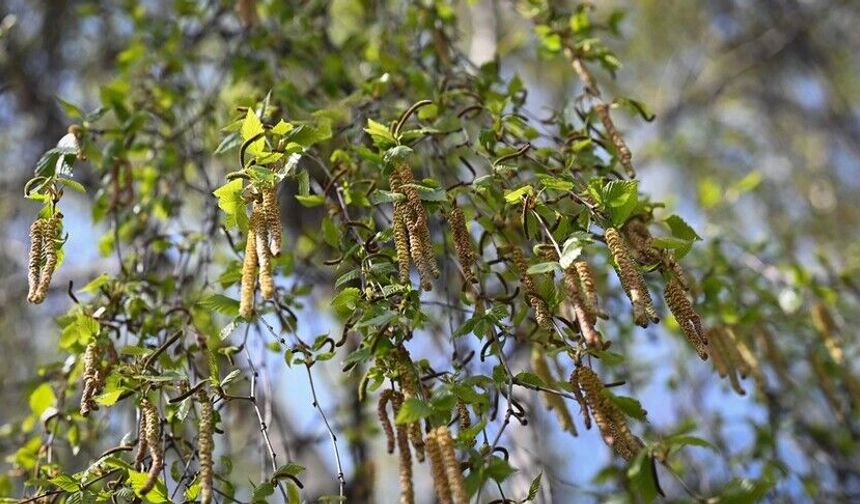 İklim değişikliği polen sezonunu erkene çekti