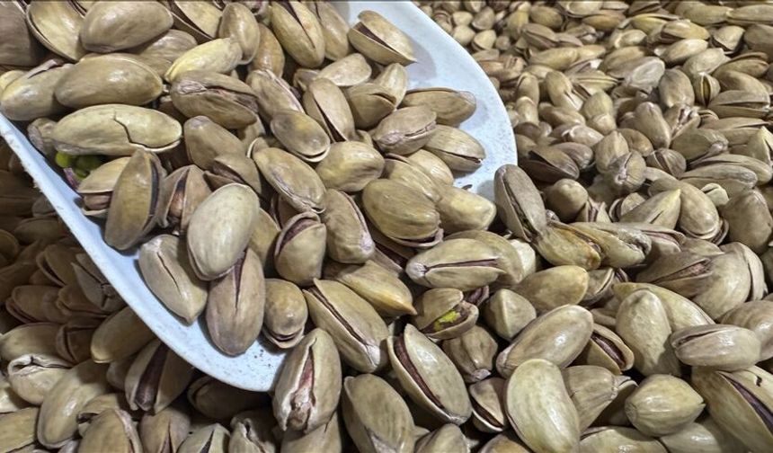 Türkiye'den yılın ilk çeyreğinde 32,8 milyon dolarlık fıstık ihracatı