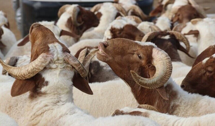 Vekalet yoluyla kurban kesim bedelleri belirlendi