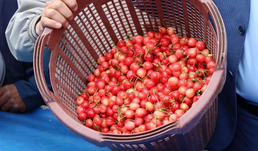 Kiraz hasreti bu sene bitiyor