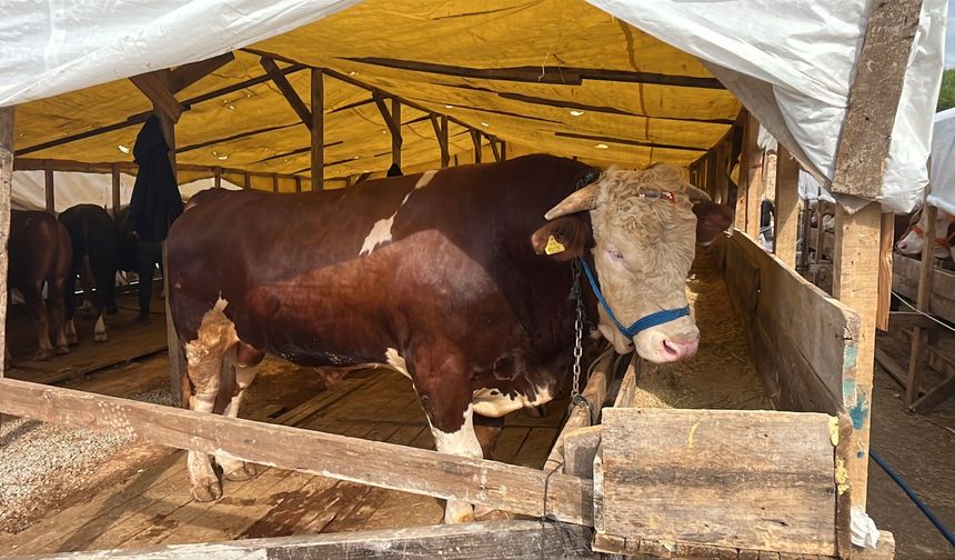 1 tonluk kurbanlık boğa ‘Şampiyon’, 420 bin TL’den satışa çıkarıldı