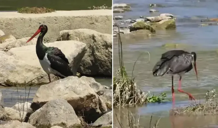 Nadir görülen karaleylek Bartın'da kayda alındı