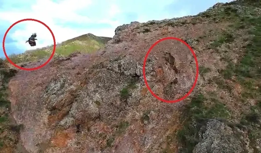 Kartal, ayı ve yavrularını takip etti; o anlar dronla görüntülendi