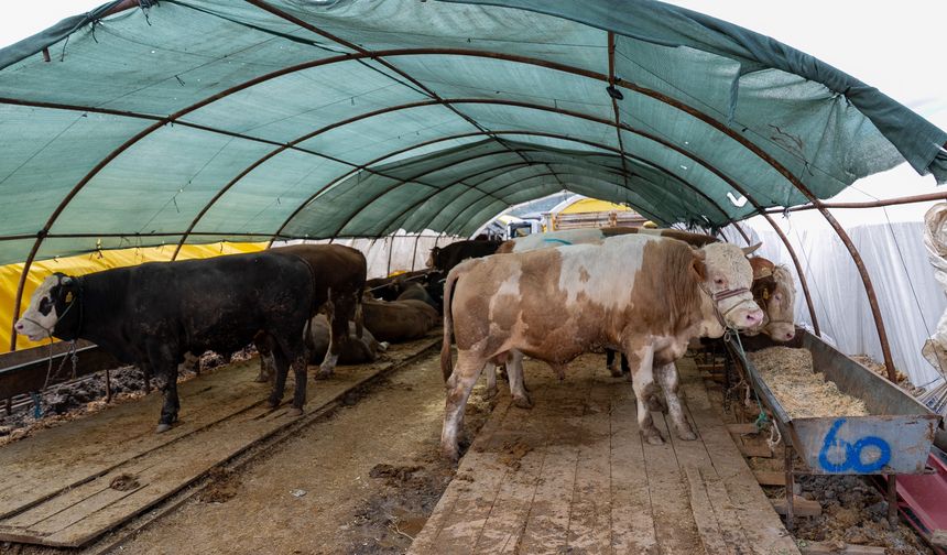 Ankara'da hayvan pazarlarındaki hareketlilik arife gününde devam ediyor