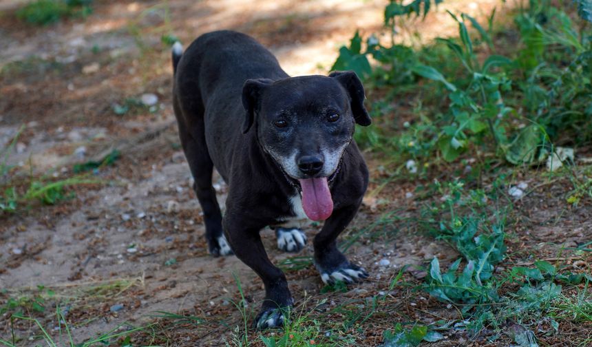 Engelli köpek 'Paytak' için sıcak yuva aranıyor