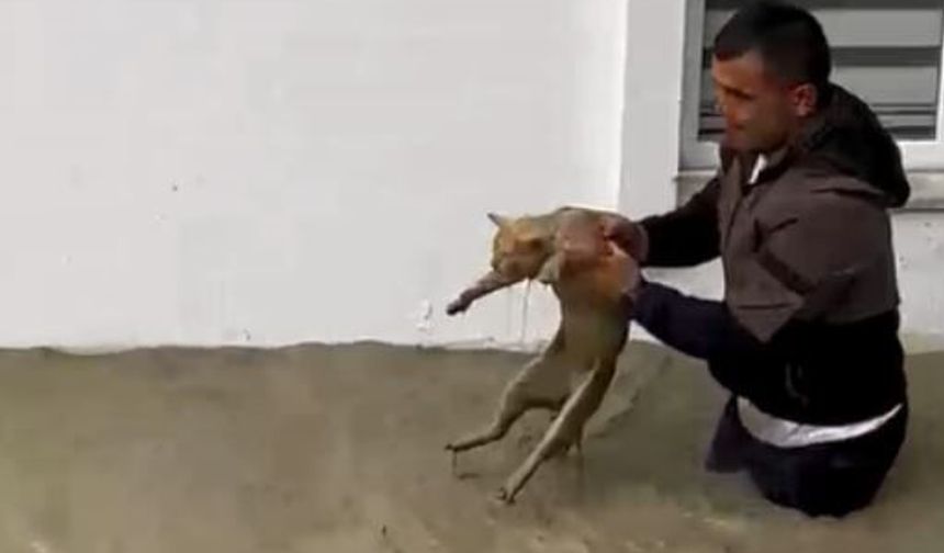 Sel sularına kapılan kediyi boğulmaktan kurtardı
