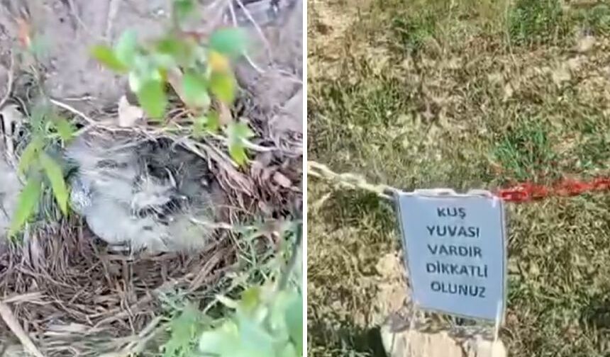 Şantiye sahasındaki kuş yuvasına dubalı önlem