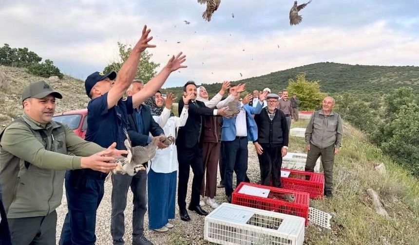 Kırşehir'de 900 keklik doğaya salındı