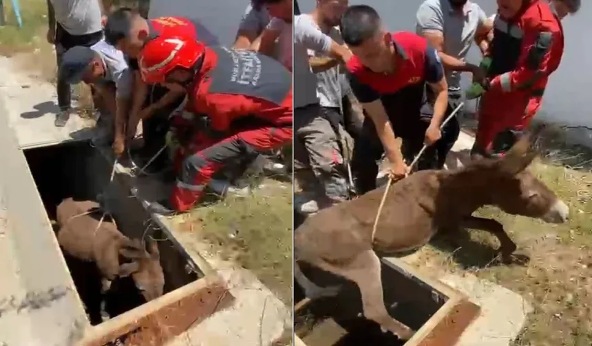 Havalandırma boşluğuna düşen eşek, kurtarıldı