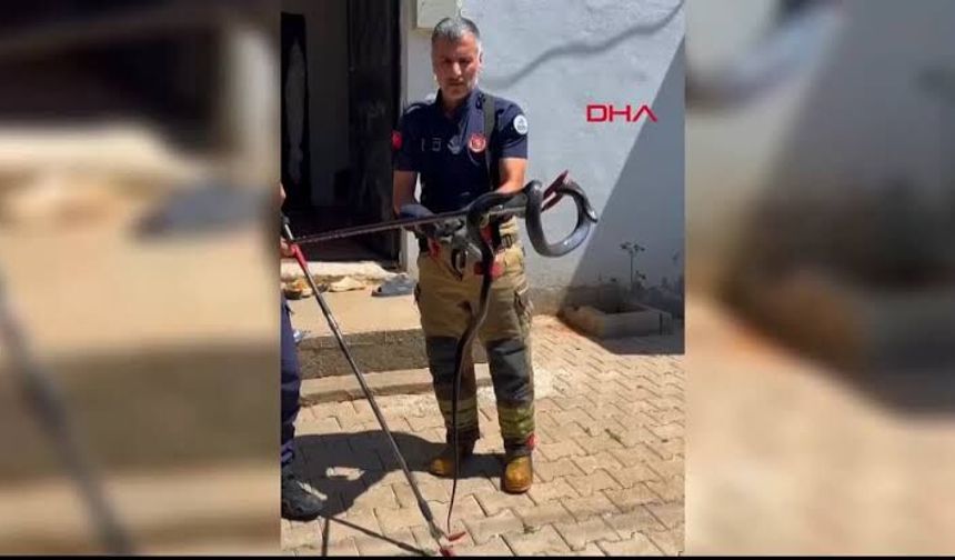 Evin lavabosuna giren yılanı ekipler çıkardı