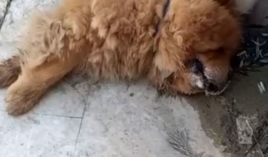 Köpeğin eziyet sonucu öldüğü iddiasına ilişkin 1 gözaltı