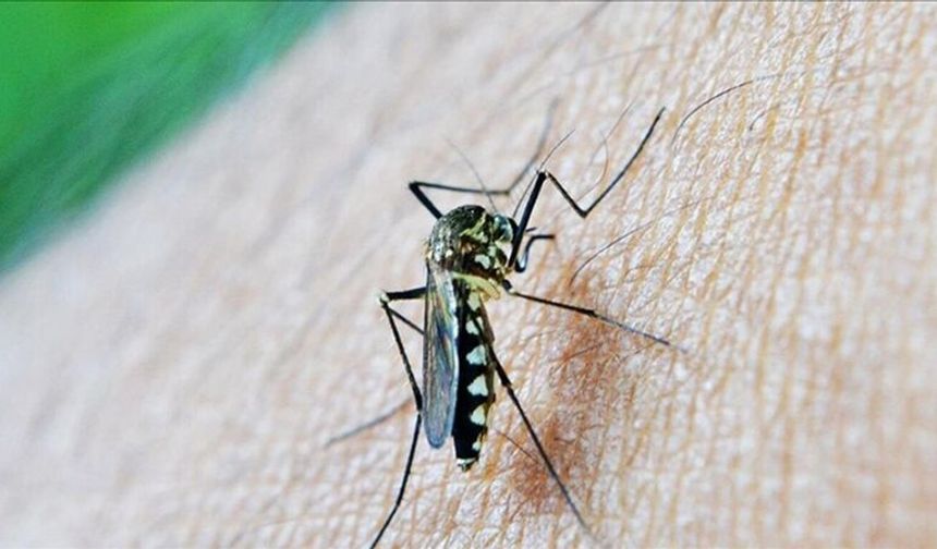 İklim değişikliği sivrisinek ve kene kaynaklı hastalık riskini artırabilir