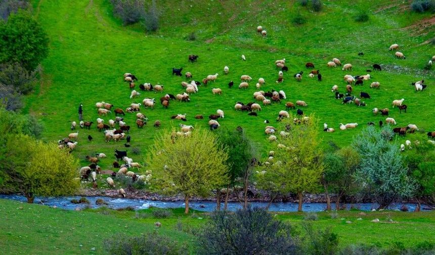 Artan yağışlarla yeşeren meralar küçükbaş hayvan üreticilerinin yem maliyetini düşürdü