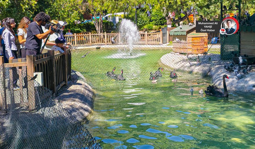 Kuğulu Park'ın yeni sakinlerine başkentlilerden yoğun ilgi