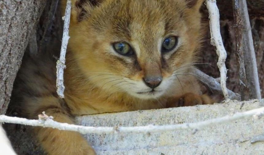 Denizli'de nesli tükenme tehlikesindeki saz kedisi görüntülendi