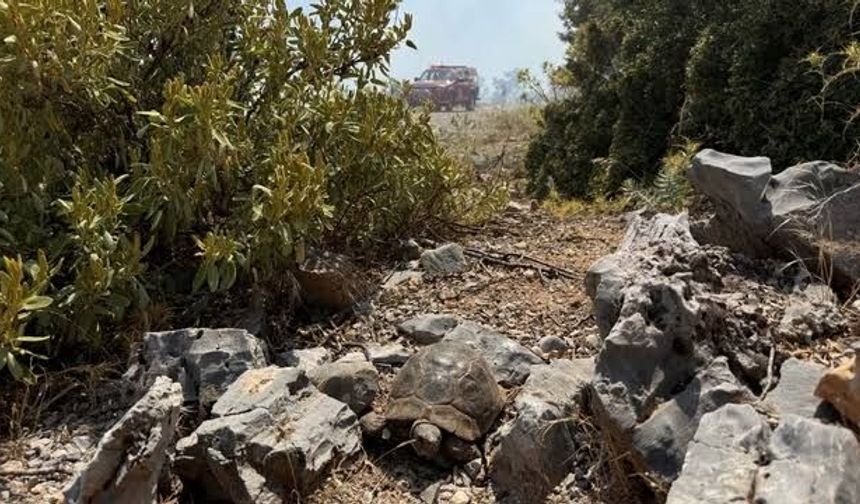 Muğla'da maki yangını; alevlerden kaçan kaplumbağa taşların arasına sığındı