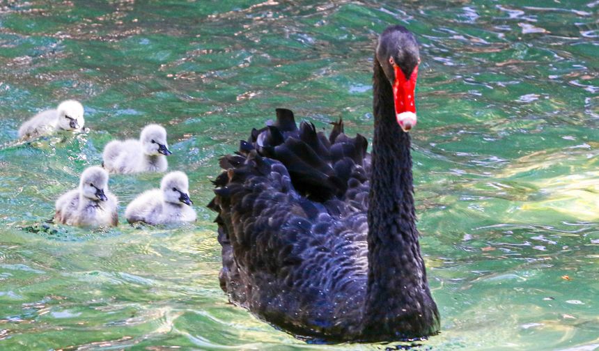 Kuğulu Park ailesi büyümeye devam ediyor