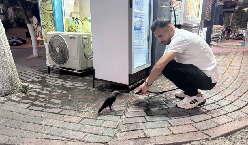 Siirt'te susayan kargaya esnaf tarafından su verildi