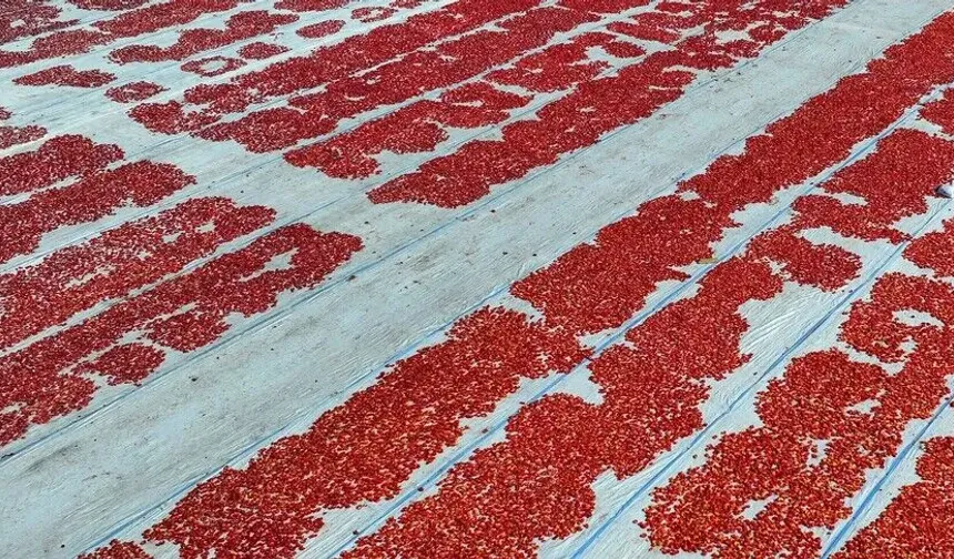 Türkiye ilk yarıda kurutulmuş domatesten 60 milyon 989 bin dolar kazandı