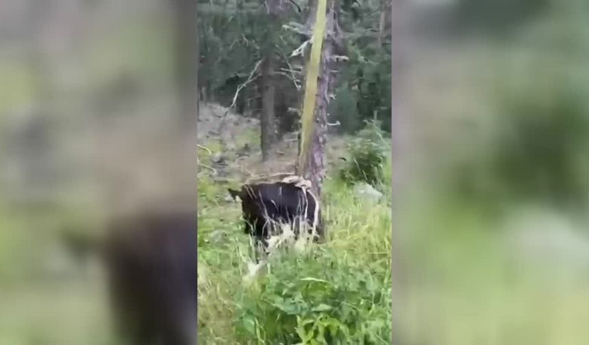 Bolu'da uçurumda mahsur kalan inek vinçle kurtarıldı