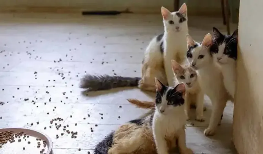 ‘Çöp ev’ ihbarına giden ekipler adreste 100 kedi buldu