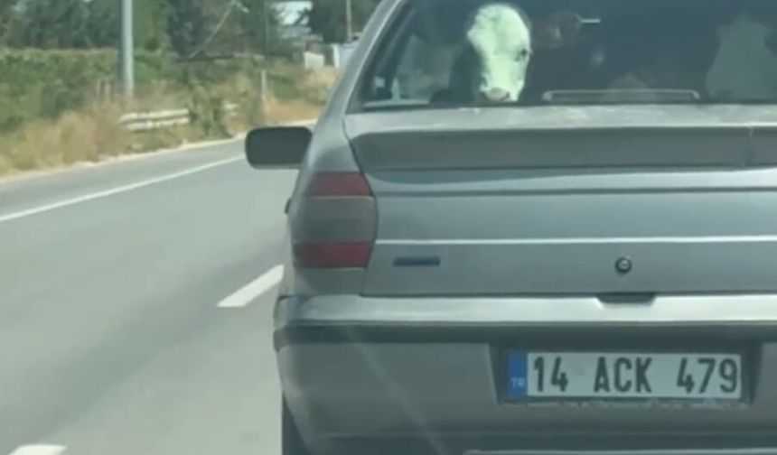 Buzağıyı otomobilin arka koltuğunda taşıdılar