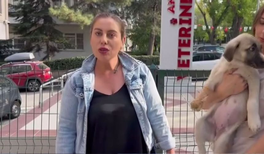 Hayvanları koruma derneği başkanının öldürülmesine ilişkin kardeşi aranıyor