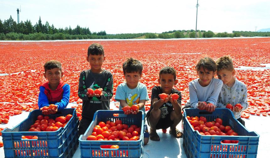 Manisa'da kurutulan domatesler 91 ülkenin sofralarına gidiyor