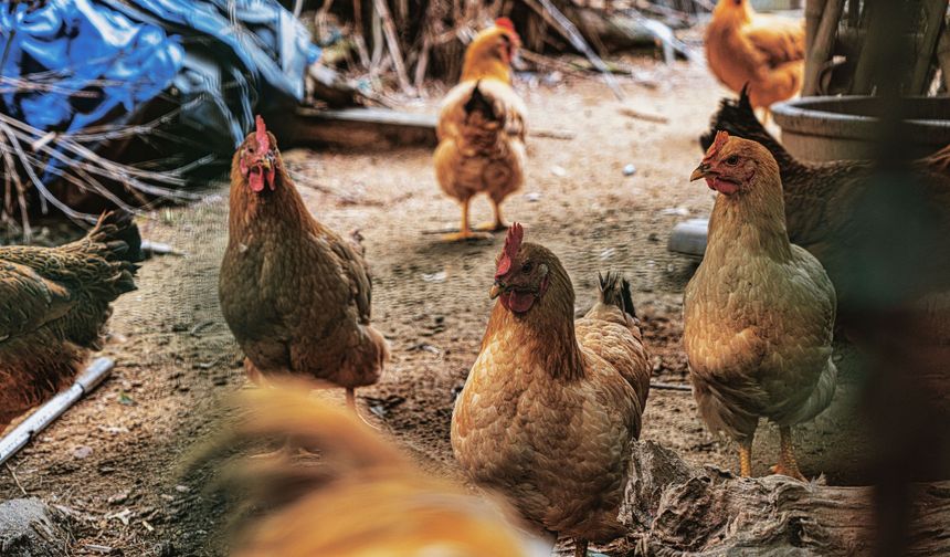 TÜİK açıkladı: Tavuk eti üretimi yüzde 0,3 arttı