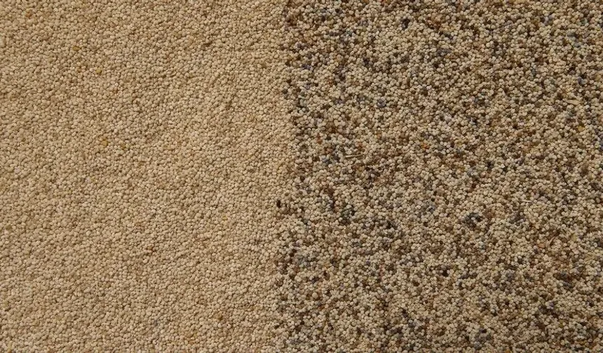 Toprak Mahsulleri Ofisi kilogramı 140 liradan haşhaş tohumu alacak