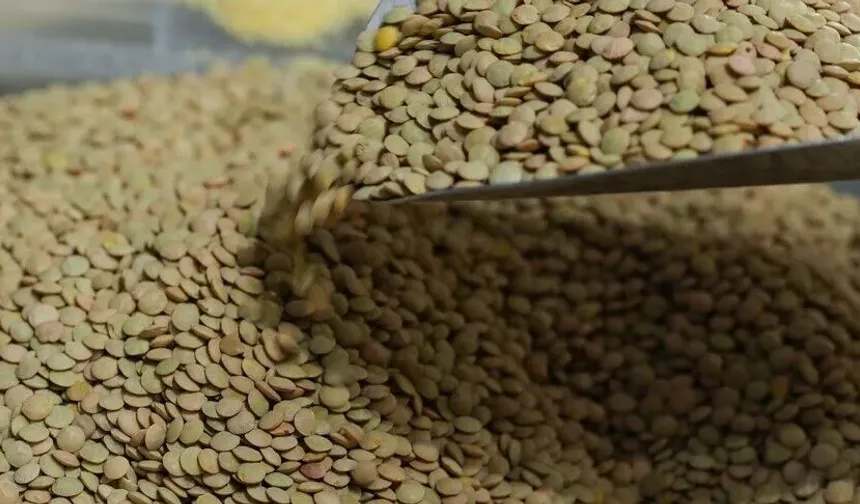 TMO yeşil mercimek alımına dair esasları açıkladı
