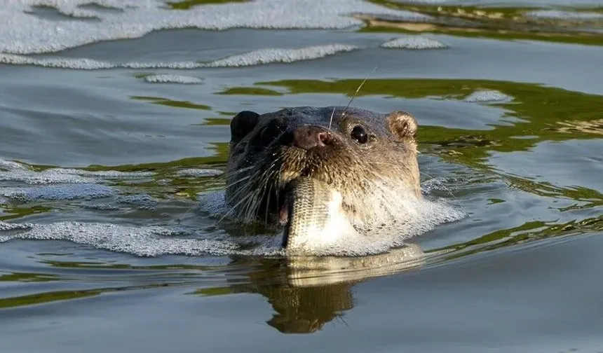 Dicle Nehri'nde görüldü! Nesli tehlike altında