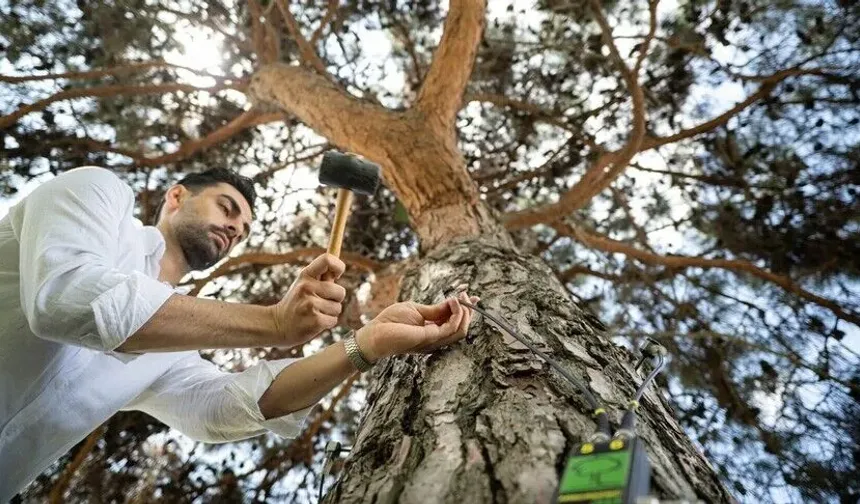 İstanbul'un asırlık ağaçları rölöve planlarıyla korunuyor