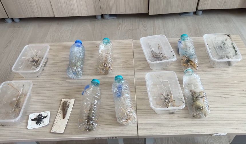 Yabancıların canlı çekirge toplarken yakalanmasına, uzmandan ‘genetik çalışma’ uyarısı