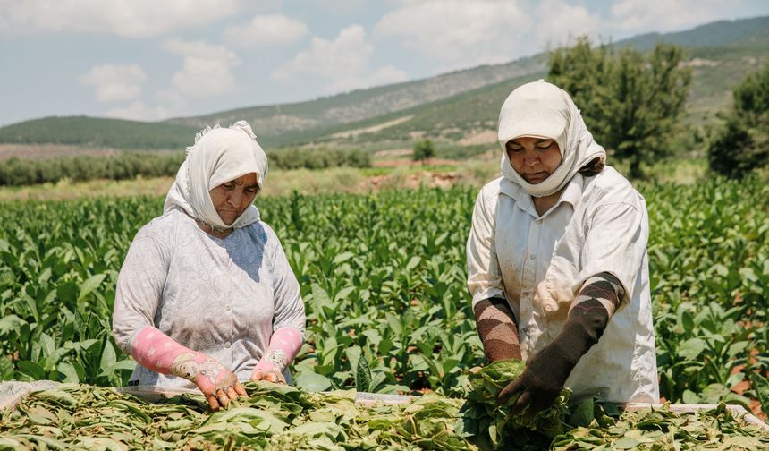 Türk tütünü Almanya’da vitrine çıktı: İhracat 1,1 milyar doları aştı