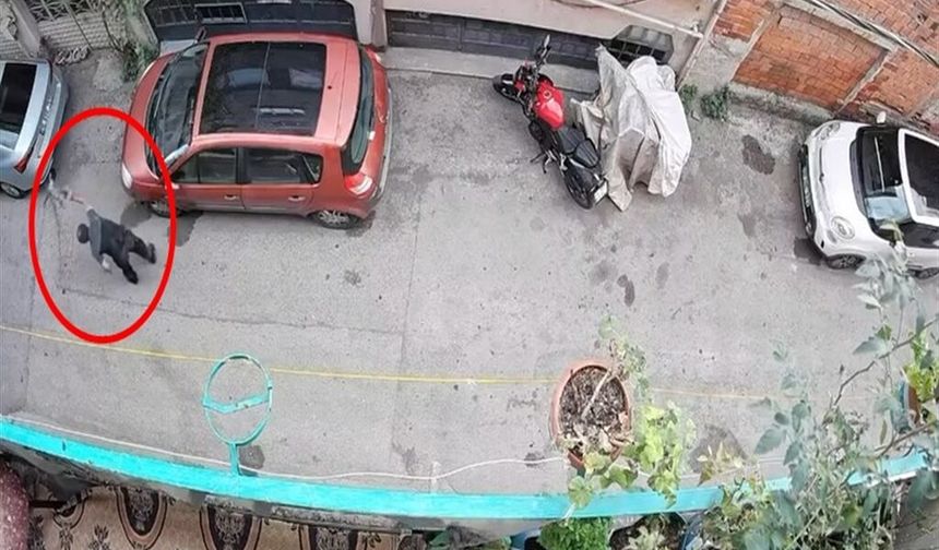 Bursa'da kucağındaki kediye şiddet uygulayan şüpheli yakalandı