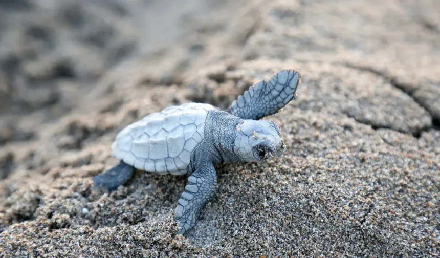 Çıralı'da son yuva açıldı; bu yıl 3 bin 458 yavru caretta caretta denizle buluştu