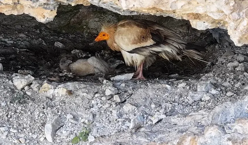 Cehennem Deresi Kanyonu'nda akbaba ailesi dron kamerasında