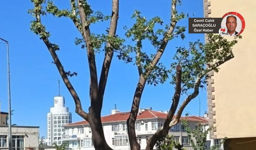 Cinnah’ta anıt ağaçlara “budama” değil, “doğrama” iddiası