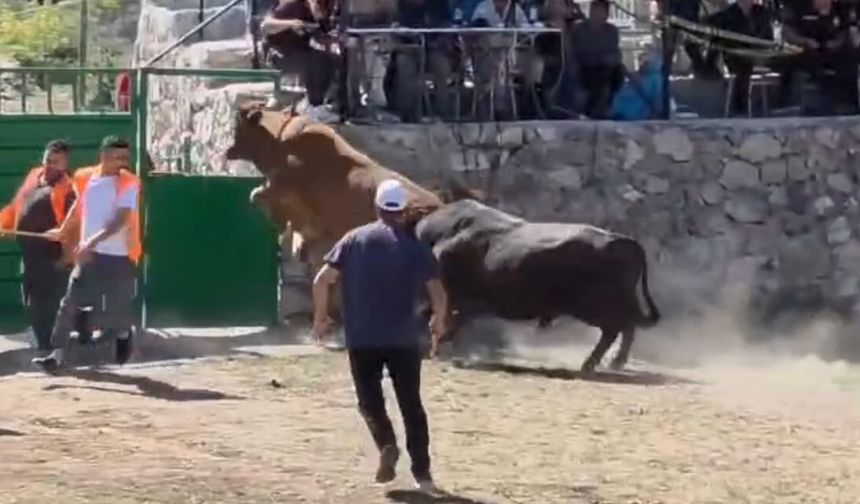 Güreşten kaçan boğa, demir kapıdaki boşluktan arenanın dışına atladı