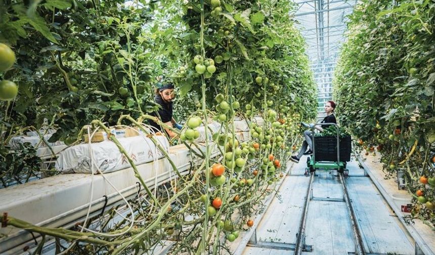 Türkiye seracılıkta 5 milyon dönümlük hedefe göz dikti