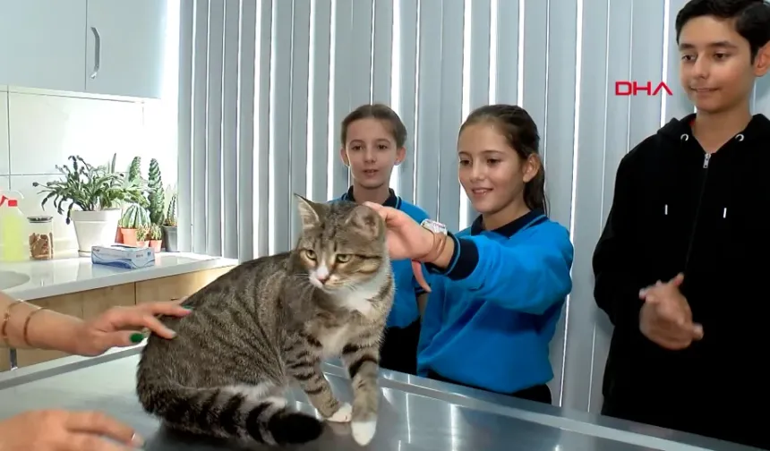 Ortaokul öğrencileri, yaralı kedi 'Kurabiye'nin tedavisi için harçlıklarını biriktirdi