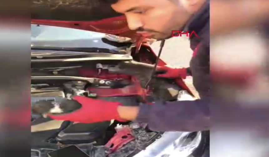 Otomobilin kaputunda mahsur kalan 3 yavru kediyi itfaiye kurtardı