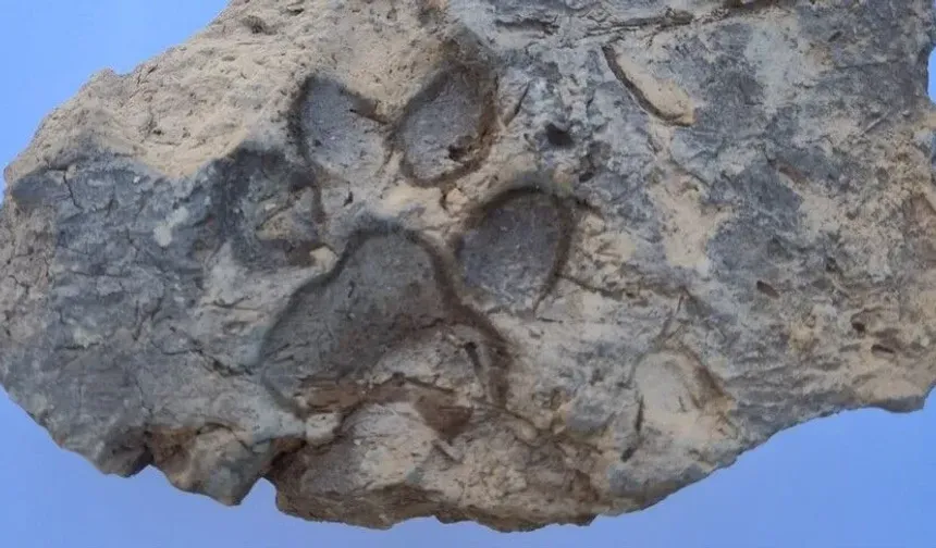 Tavşanlı Höyük'te 4 bin yıllık pati izi bulundu