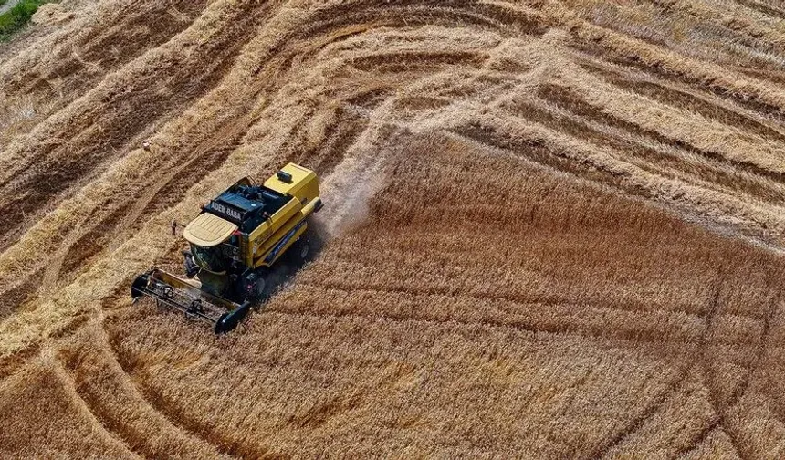 Buğday üretiminin bu yıl kişi başına 288 kilogramla yıllık ihtiyacı aşması bekleniyor